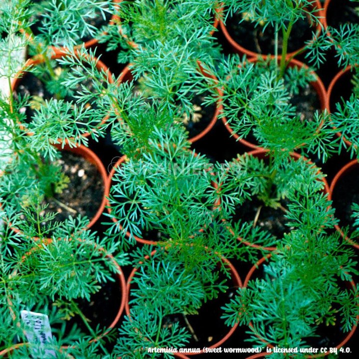 Armoise Annuelle, Sweet Wormwood, Artemisia Annua image